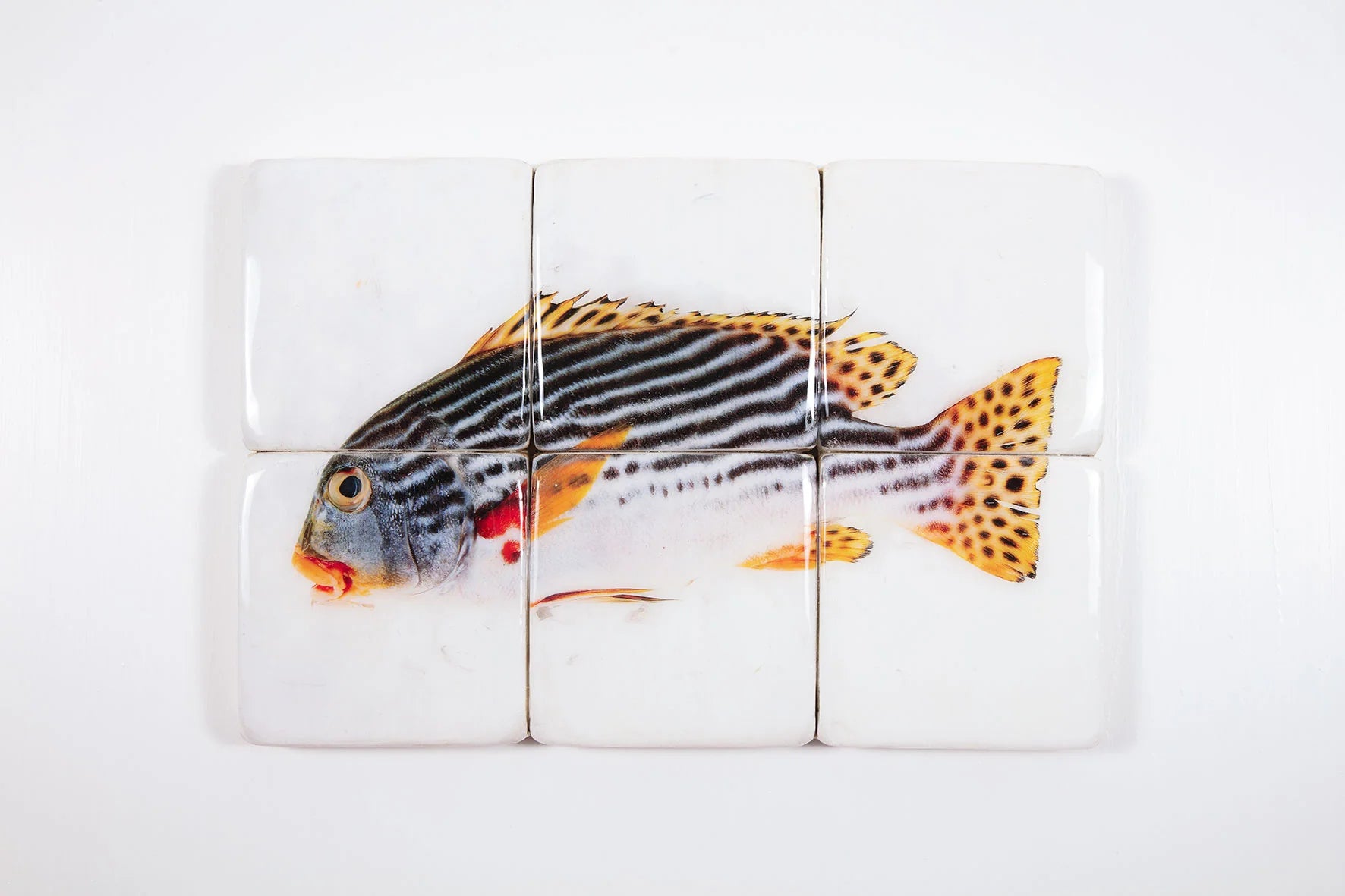StigerWoods wooden tile Diagonal Banded Sweetlips