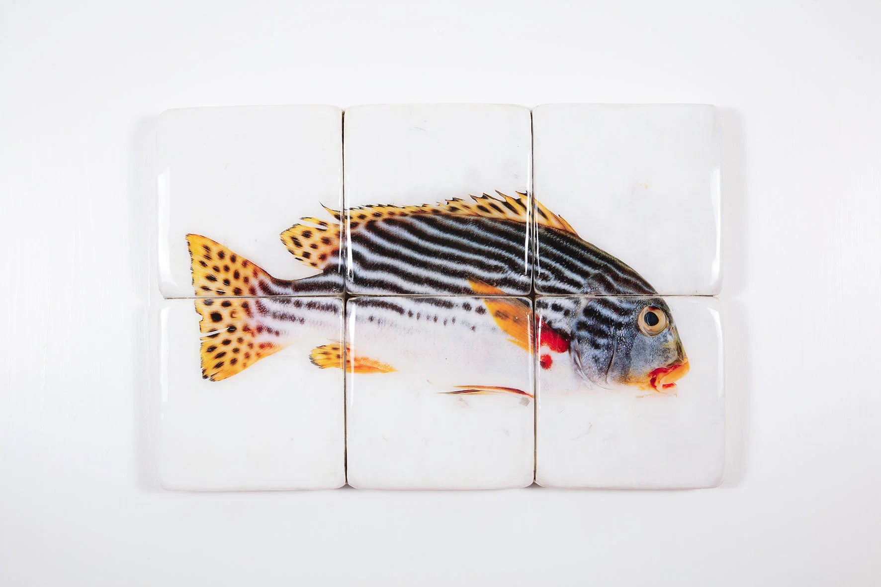 StigerWoods wooden tile Diagonal Banded Sweetlips