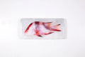 StigerWoods wooden tile Emperor Red Snapper