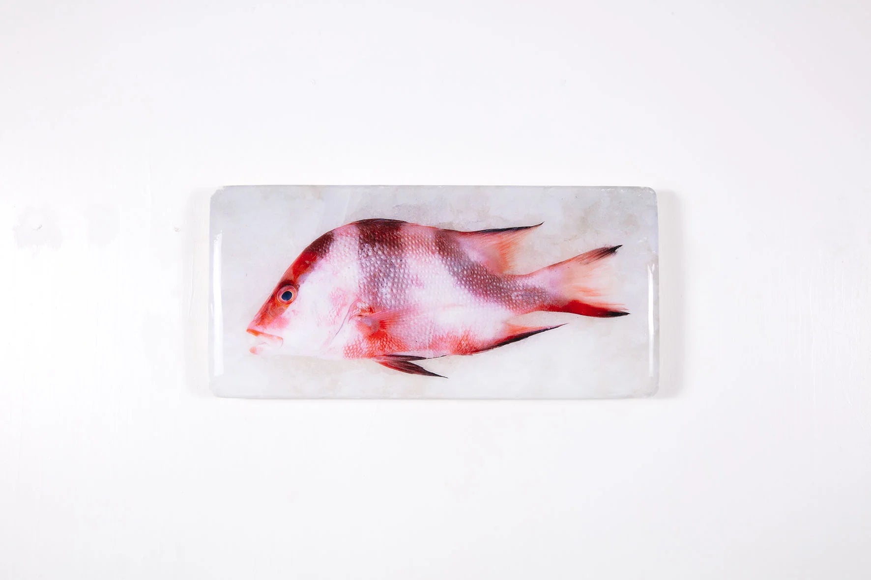 StigerWoods wooden tile Emperor Red Snapper