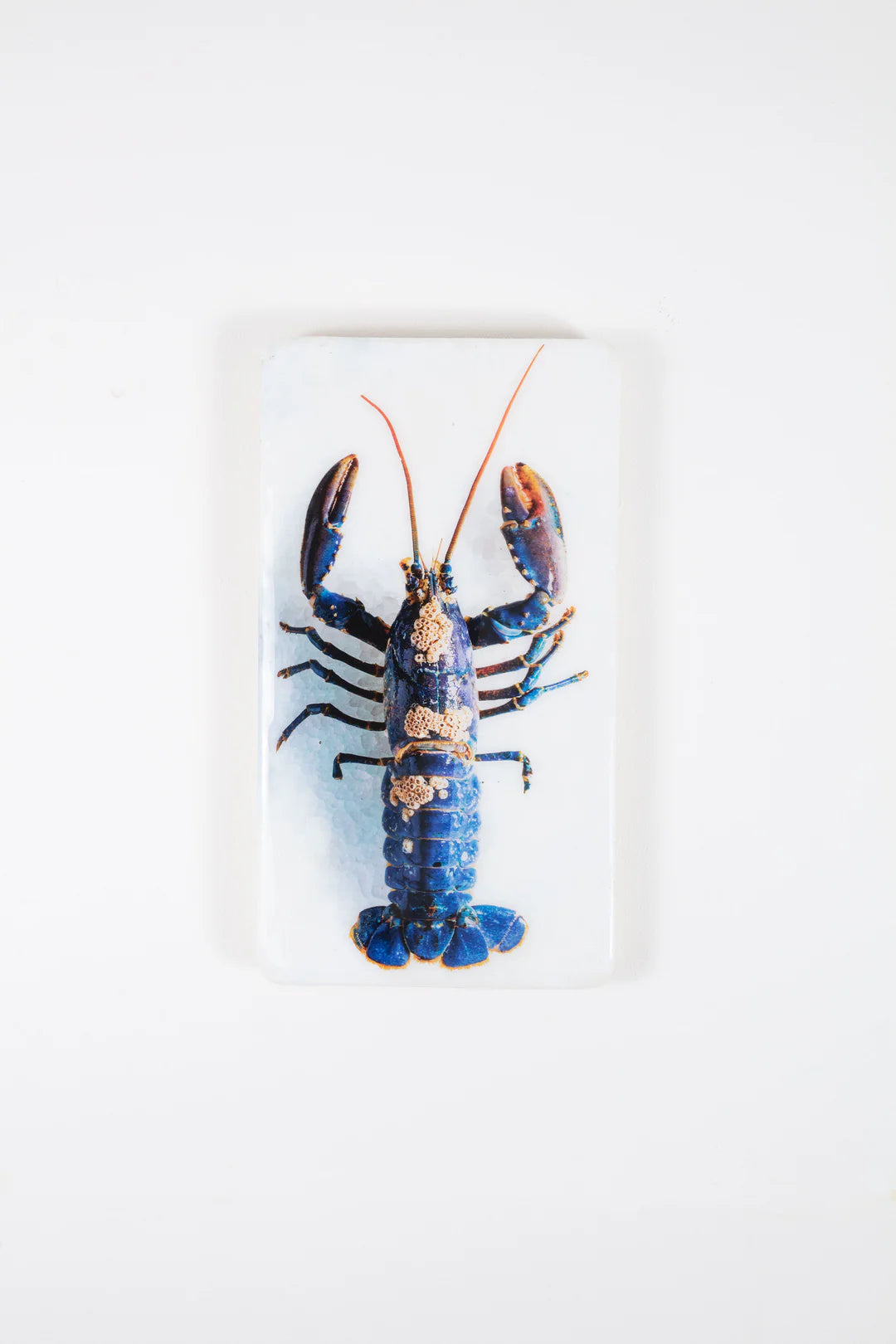 StigerWoods wooden tile European Lobster Barnacles