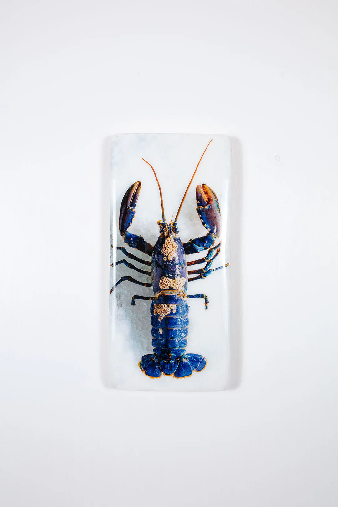 StigerWoods wooden tile European Lobster Barnacles