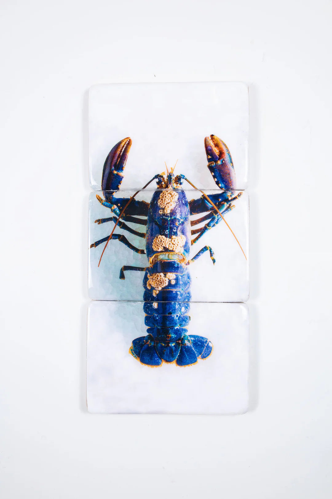 StigerWoods wooden tile European Lobster Barnacles