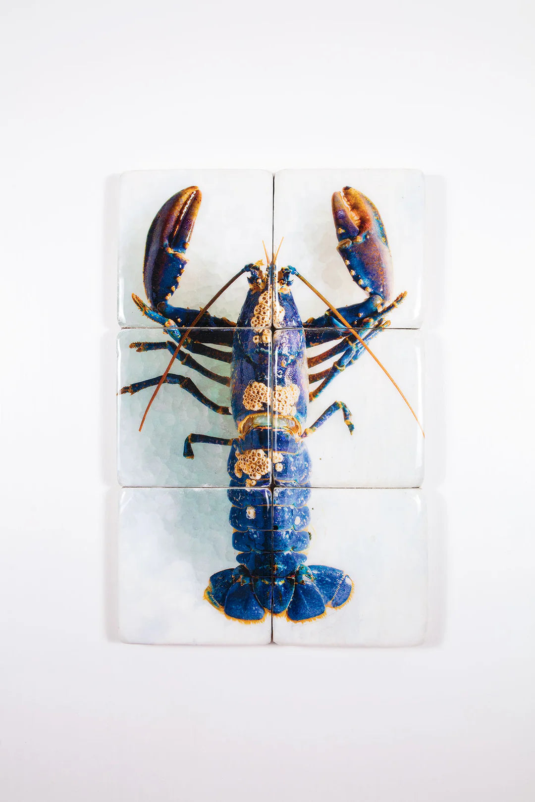 StigerWoods wooden tile European Lobster Barnacles