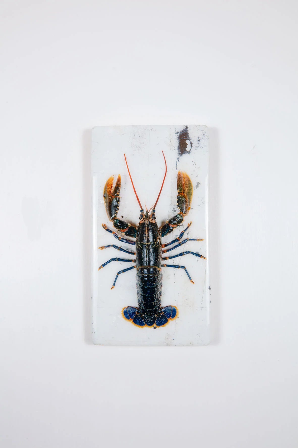 StigerWoods wooden tile European Lobster on White Table