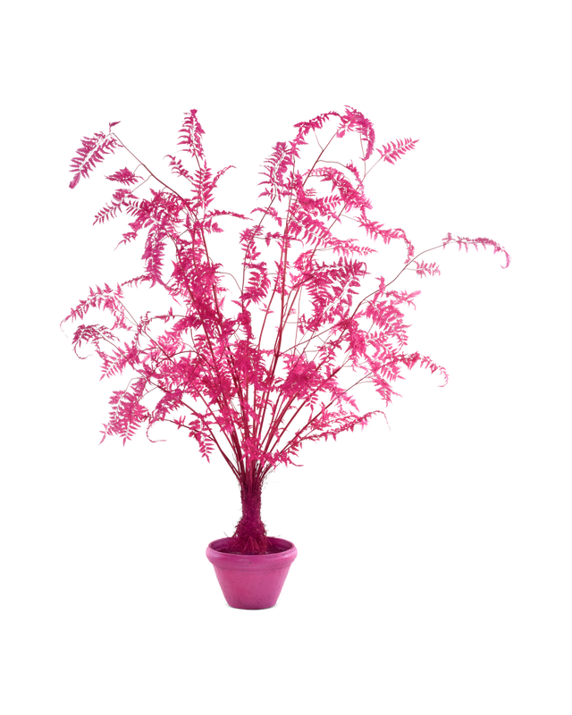 Pols Potten Fern in Pot
