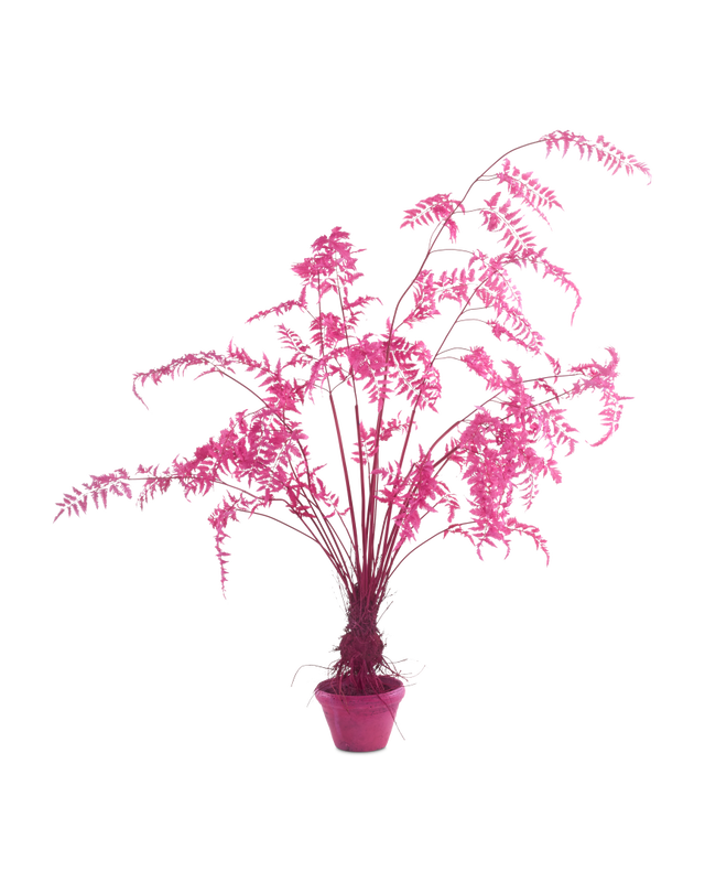 Pols Potten Fern in Pot