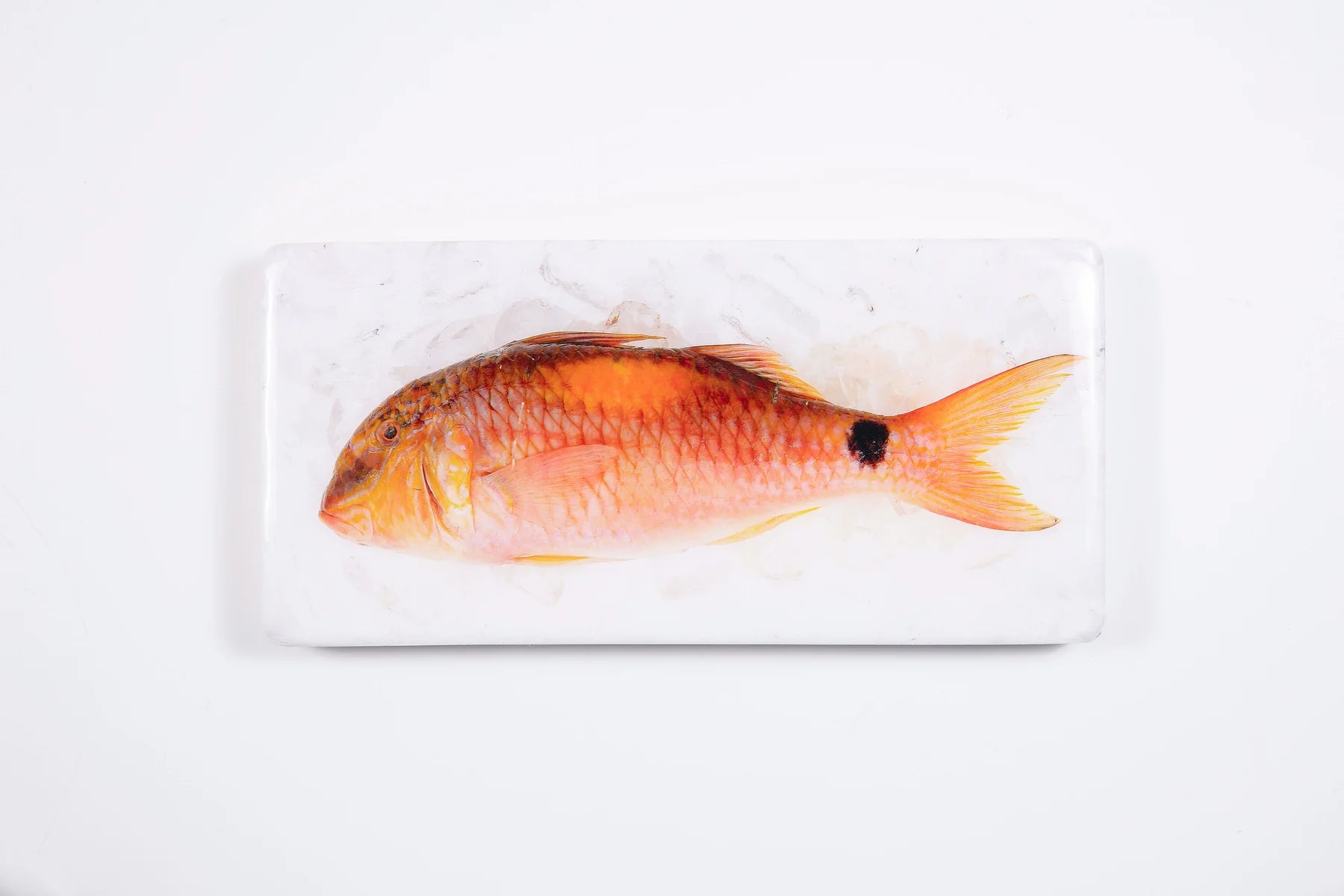 StigerWoods wooden tile Goatfish