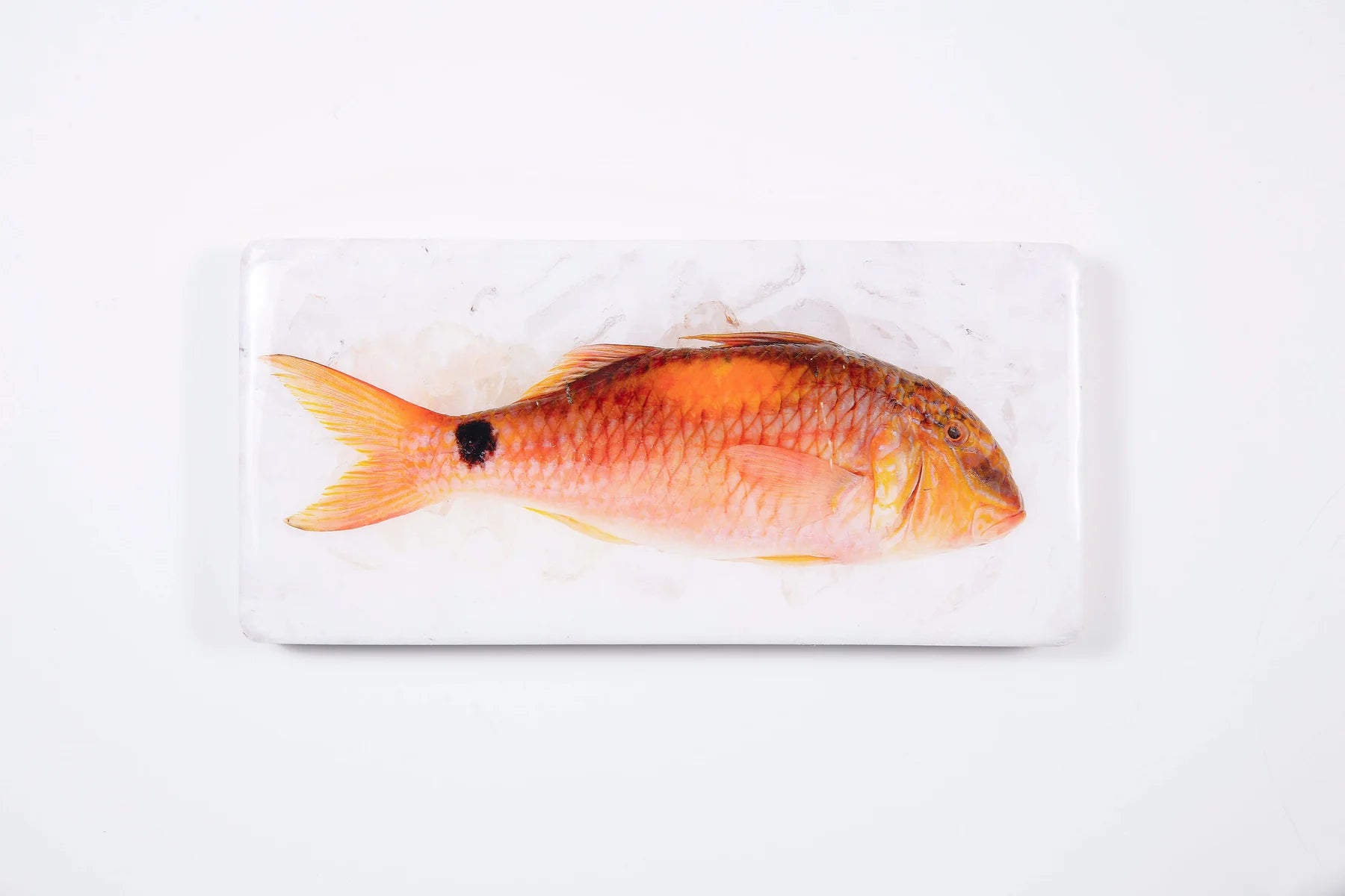 StigerWoods wooden tile Goatfish