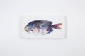 StigerWoods wooden tile Gold-Spotted Rabbitfish