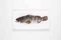 StigerWoods wooden tile Greasy Grouper