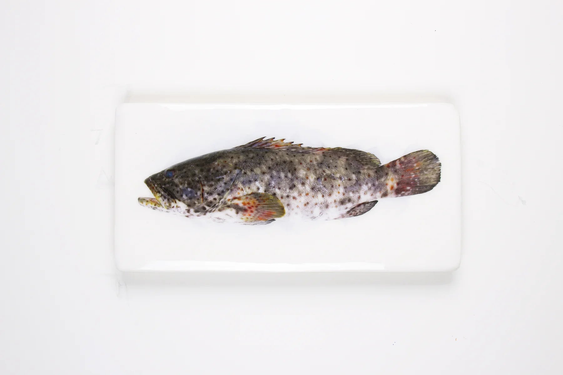 StigerWoods wooden tile Greasy Grouper