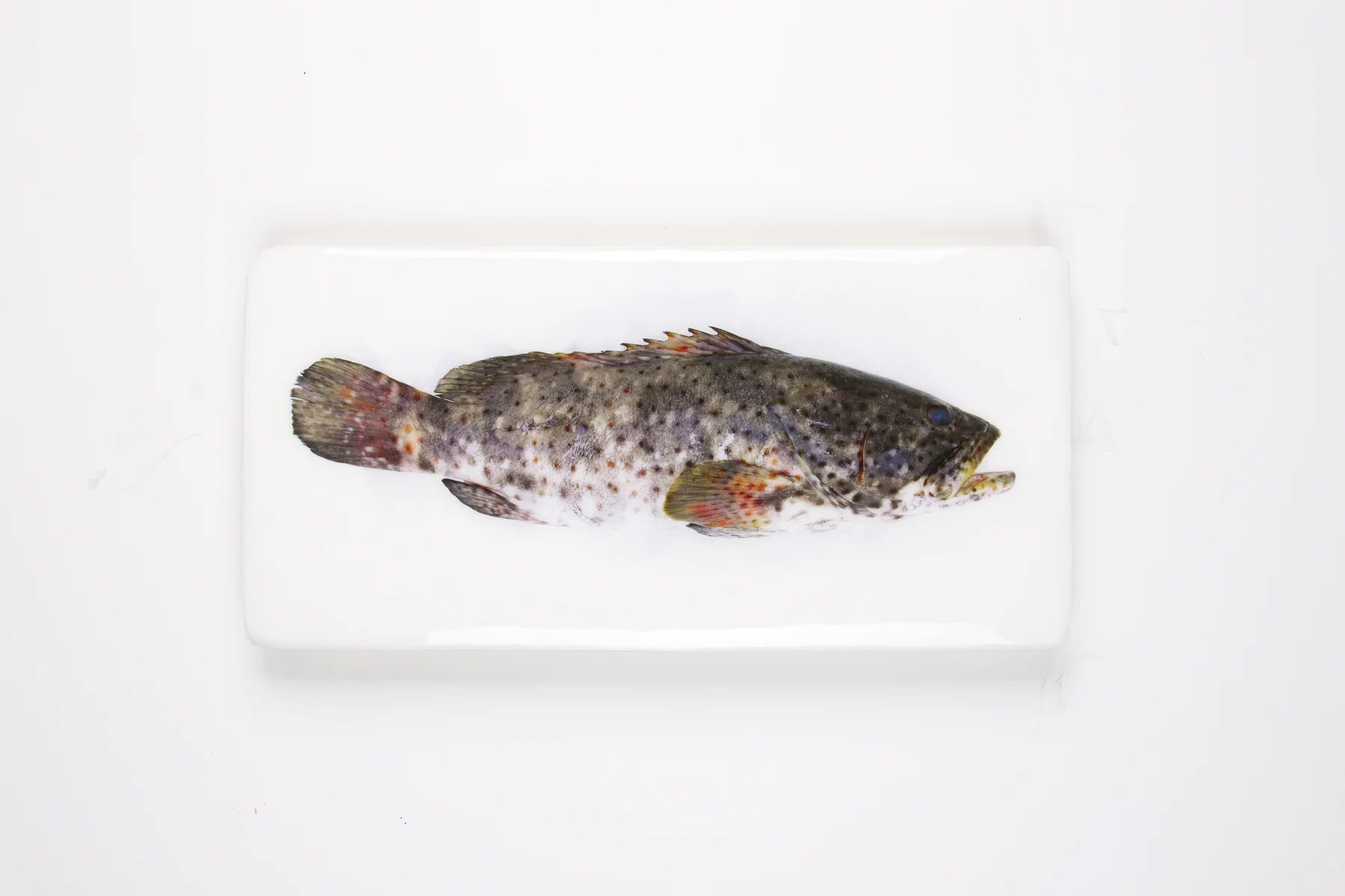 StigerWoods wooden tile Greasy Grouper
