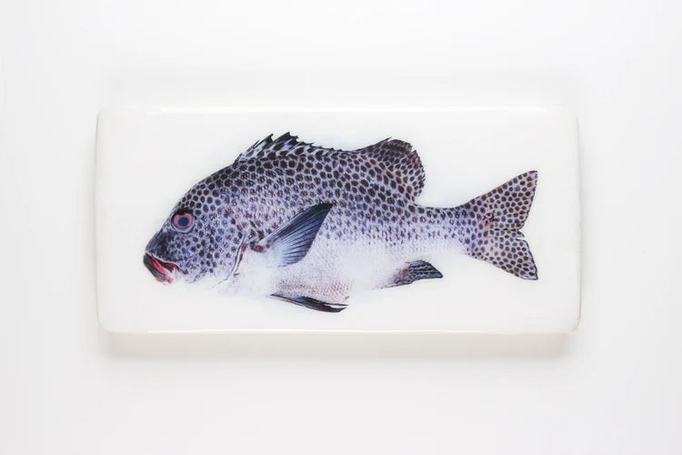 StigerWoods wooden tile Harlequin Sweetlips