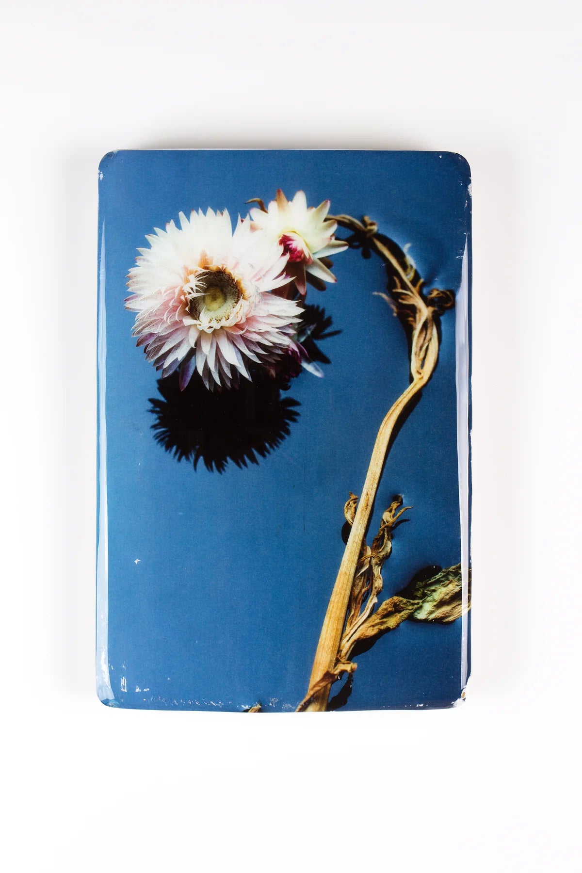 StigerWoods wooden tile Helichrysum