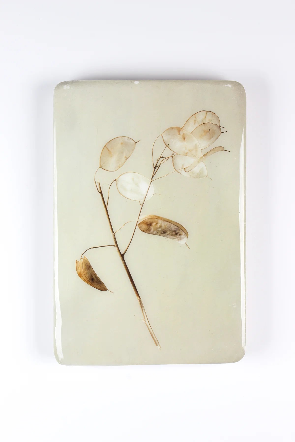 StigerWoods wooden tile Honesty Plant