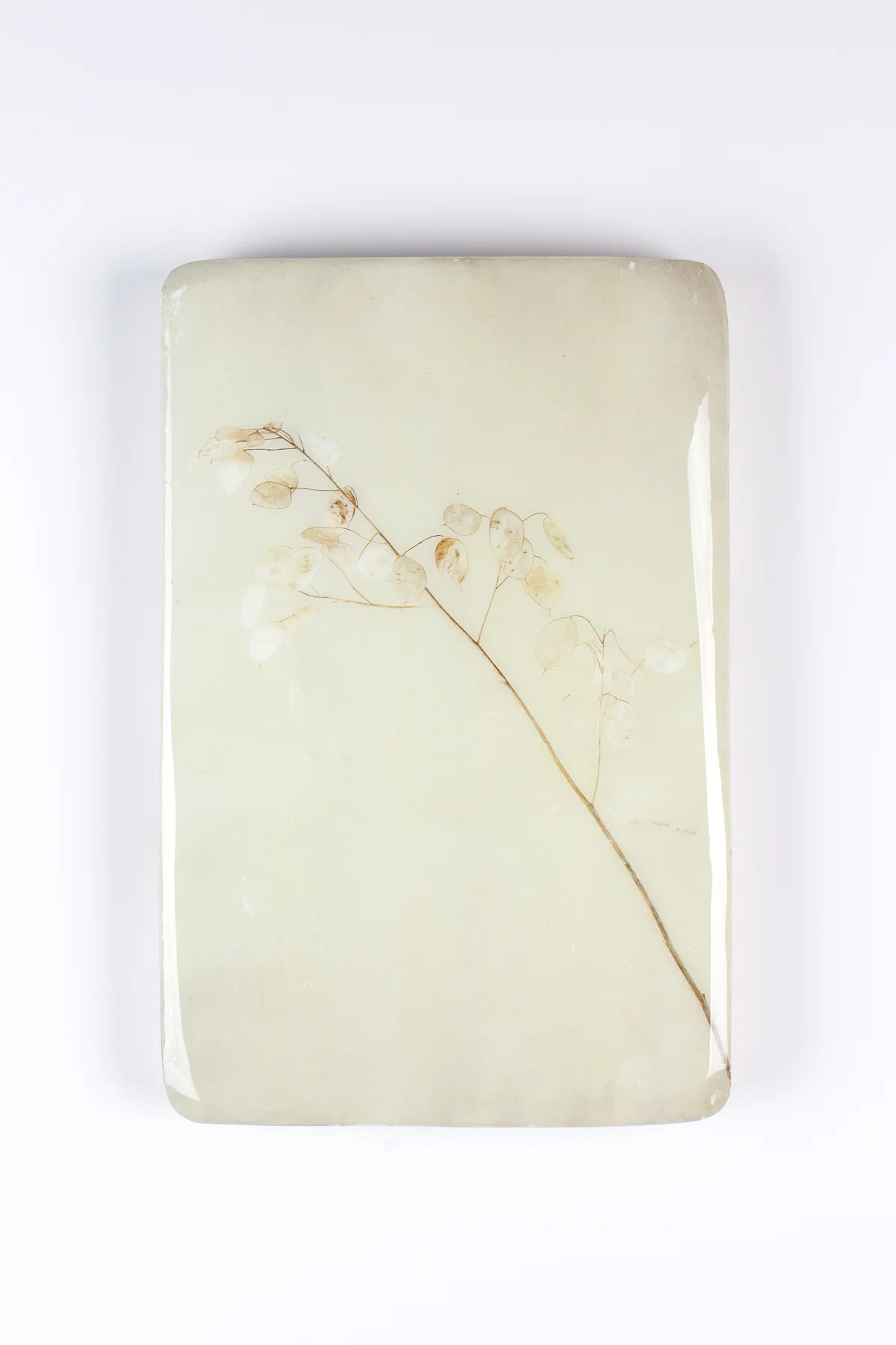 StigerWoods wooden tile Honesty Plant