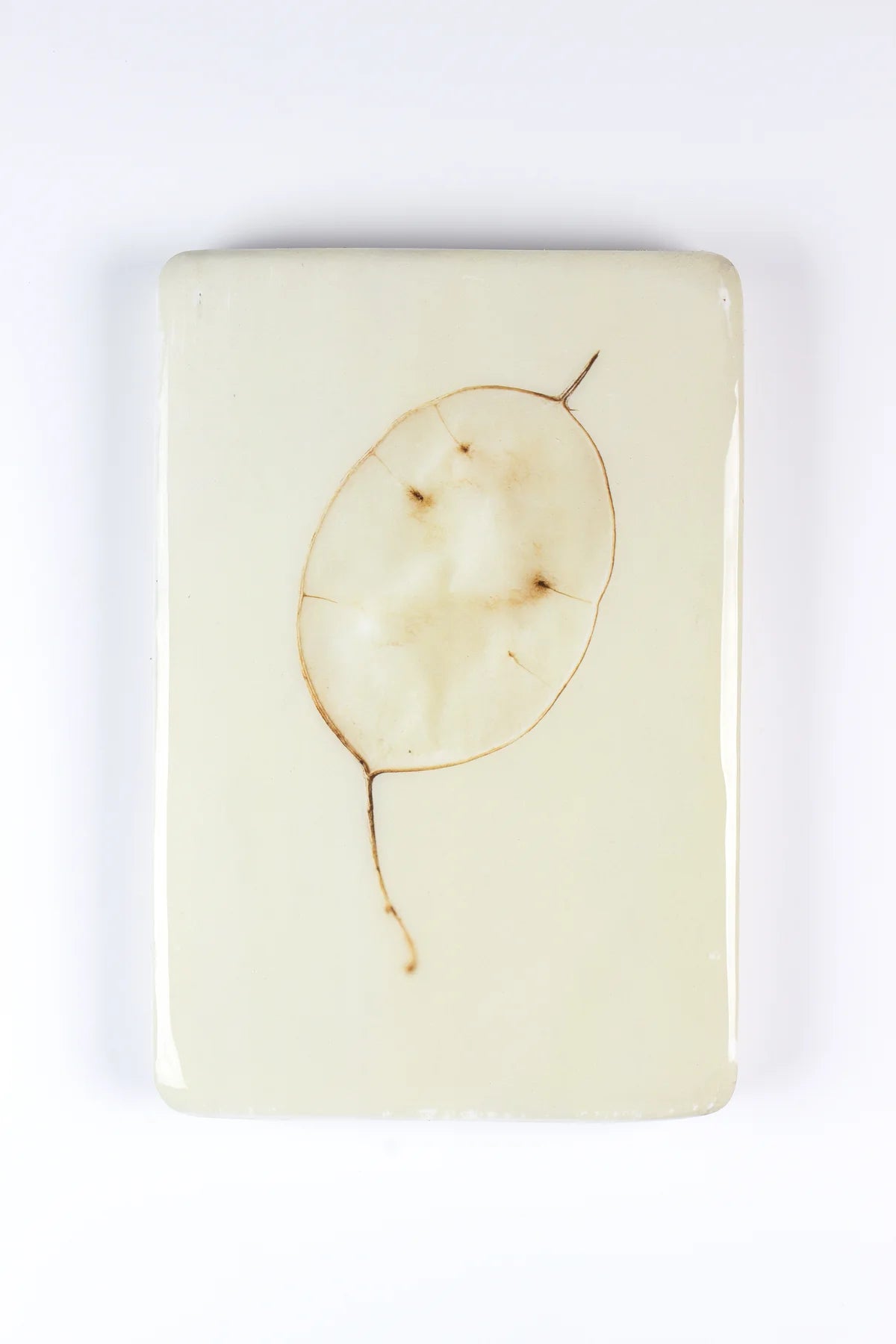 StigerWoods wooden tile Honesty Plant
