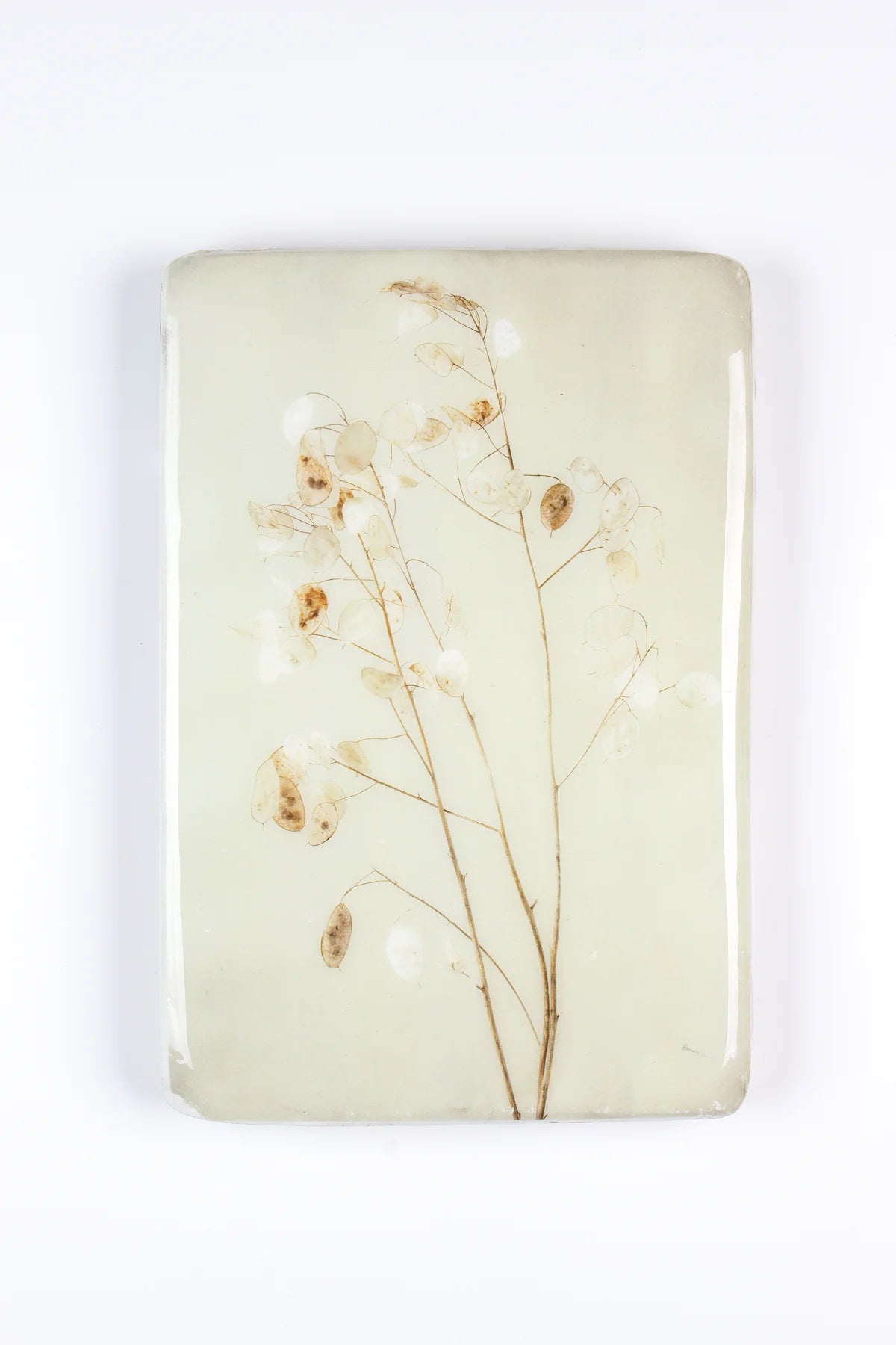 StigerWoods wooden tile Honesty Plant