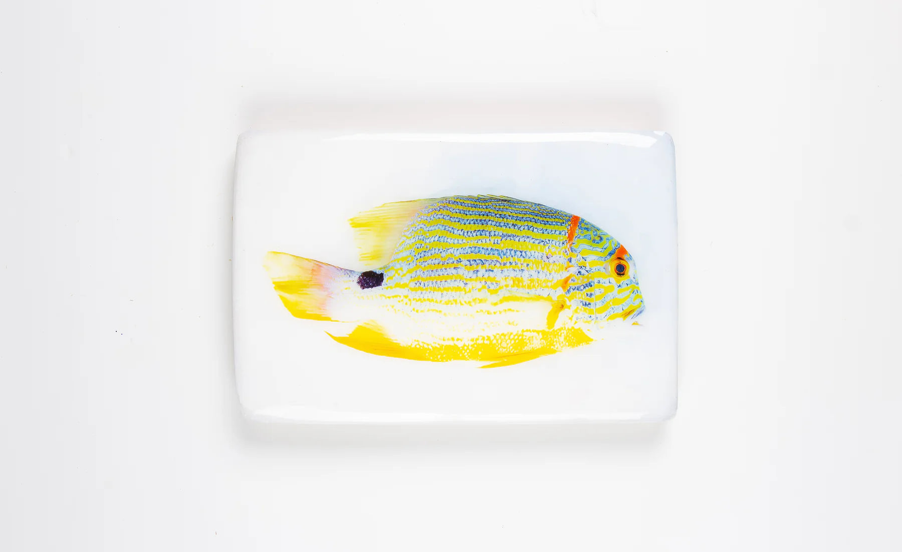 StigerWoods wooden tile Sailfin Snapper