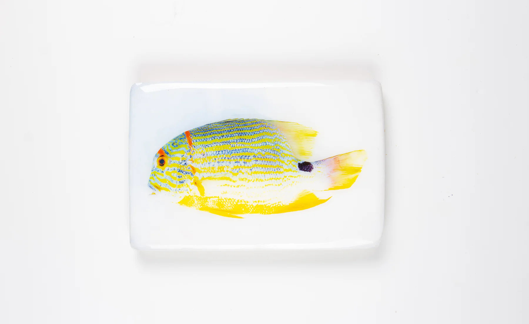 StigerWoods wooden tile Sailfin Snapper