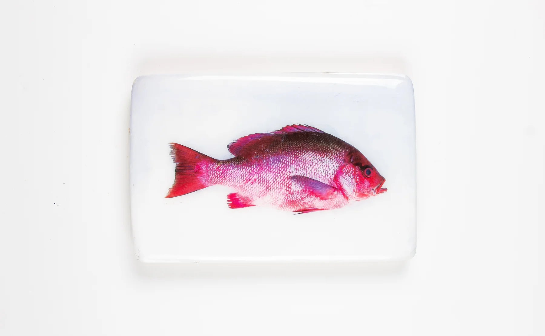 StigerWoods wooden tile Purple Snapper