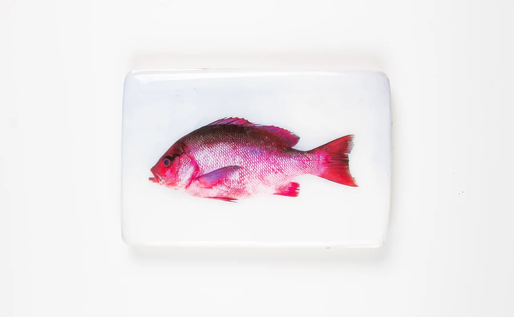 StigerWoods wooden tile Purple Snapper