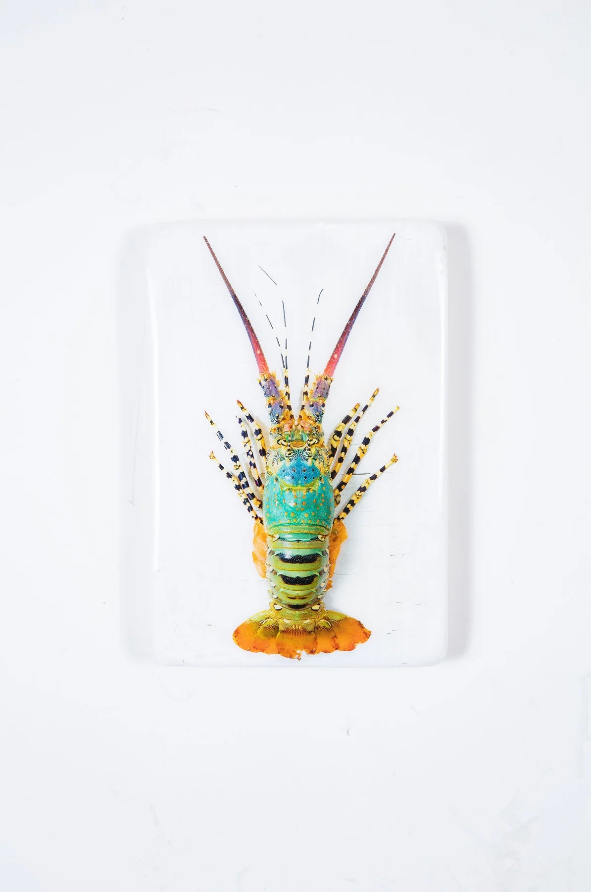 StigerWoods Jual Lobster Laut / Rainbow Lobster