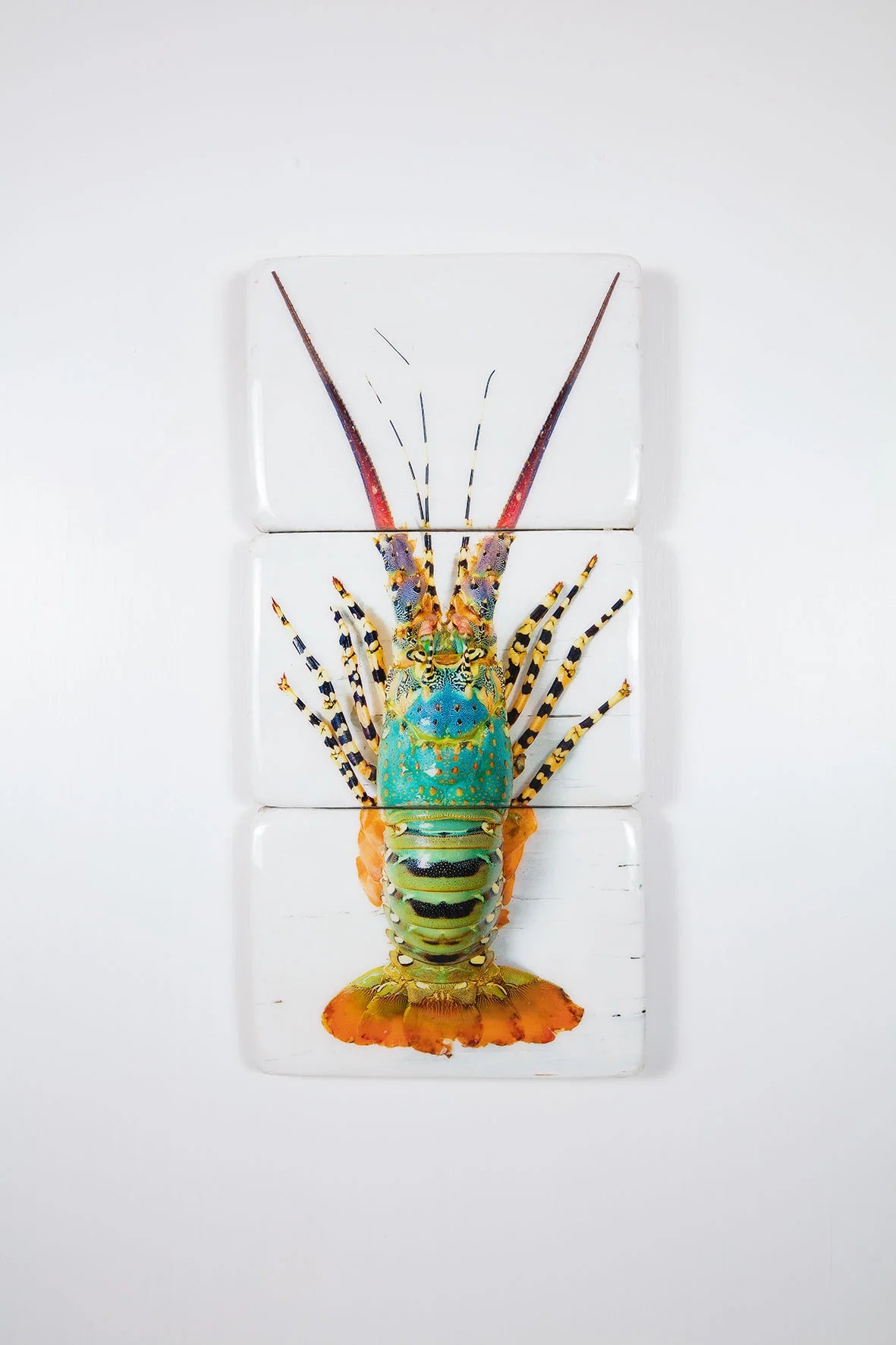 StigerWoods Jual Lobster Laut / Rainbow Lobster