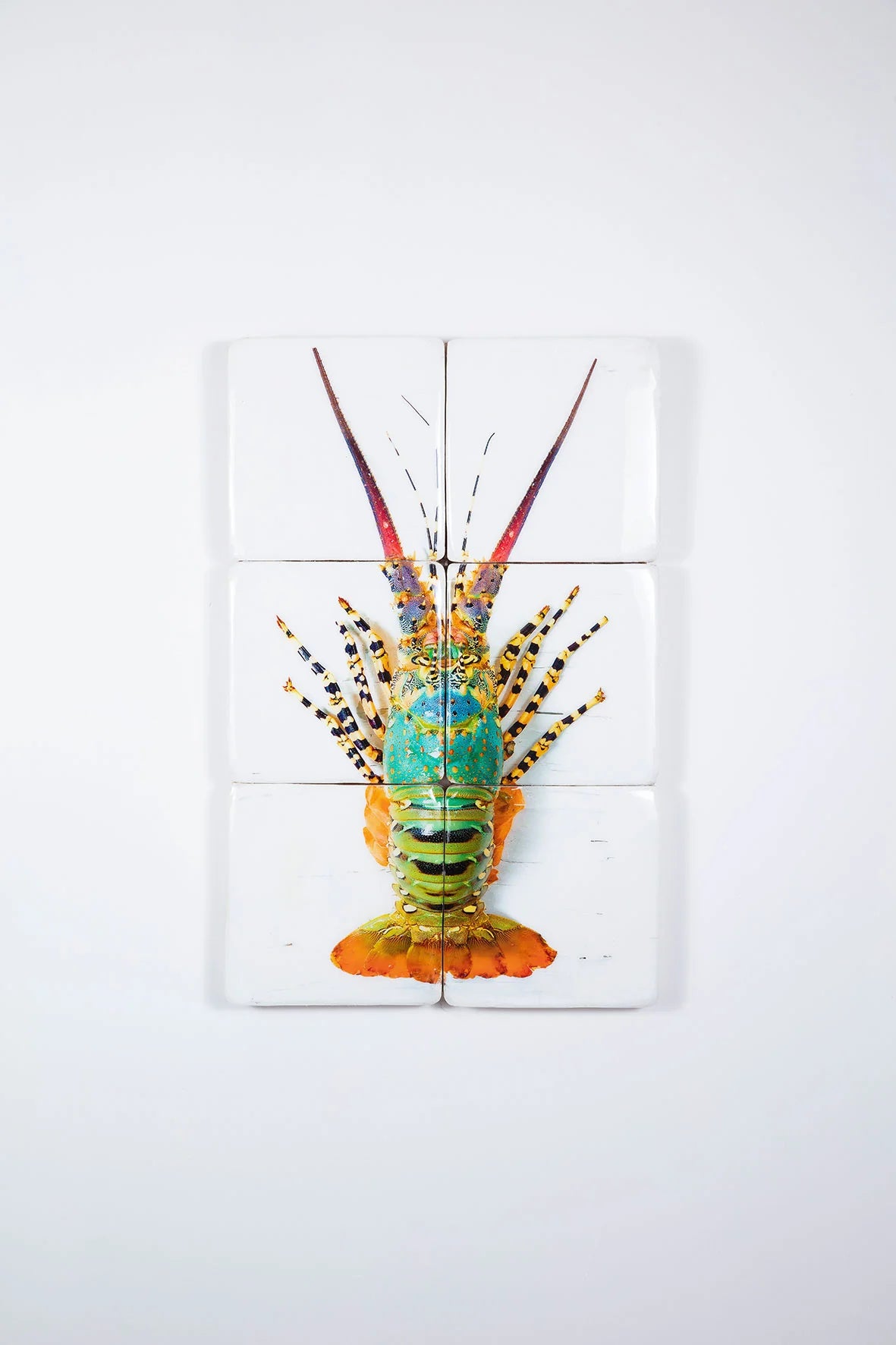 StigerWoods Jual Lobster Laut / Rainbow Lobster