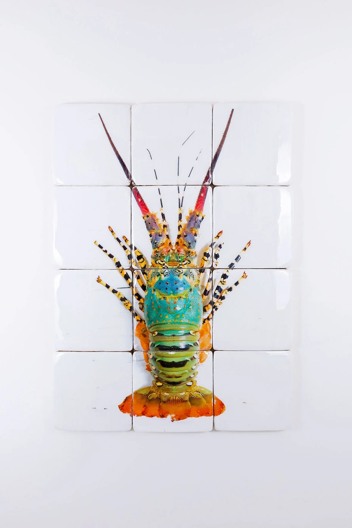 StigerWoods Jual Lobster Laut / Rainbow Lobster