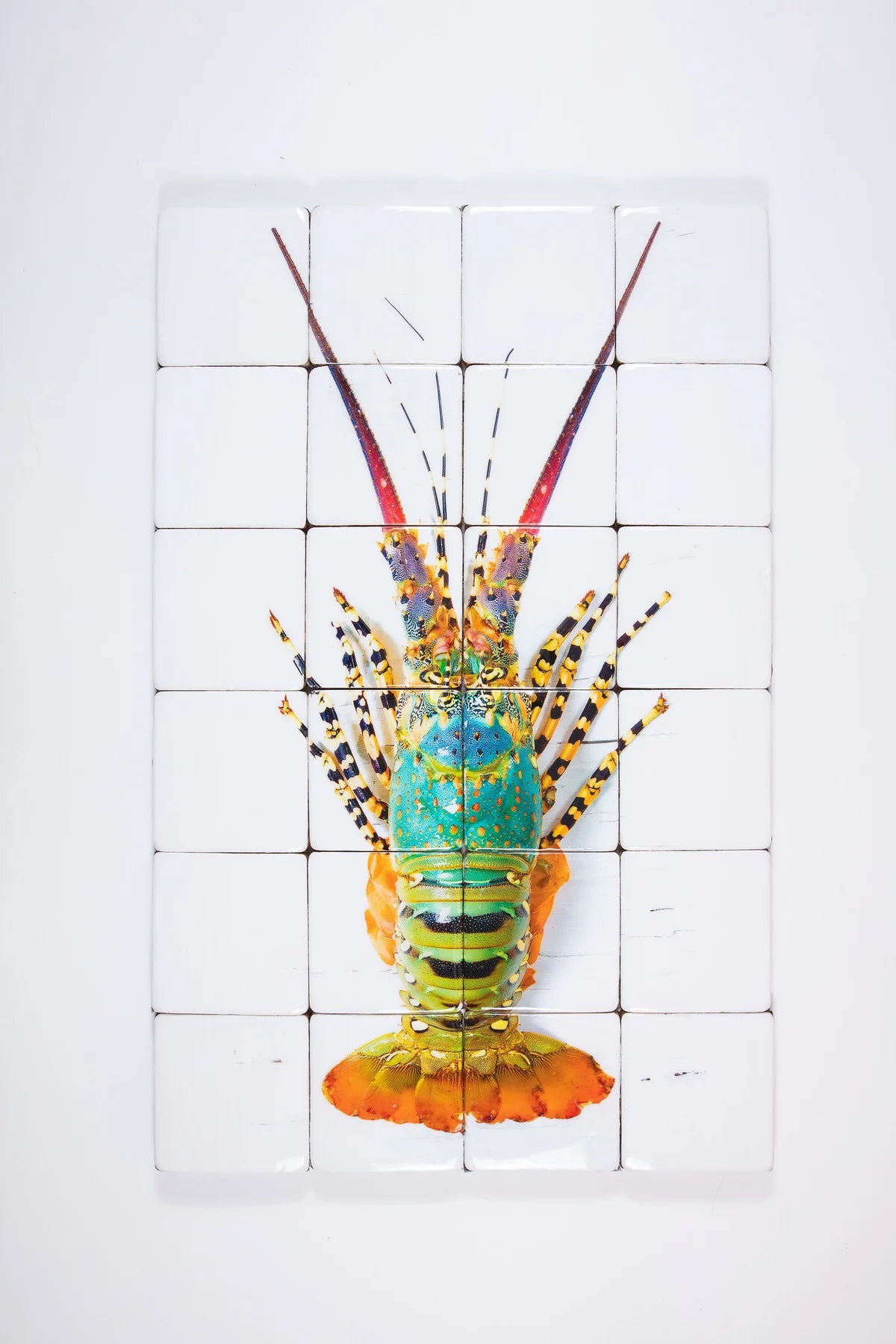 StigerWoods Jual Lobster Laut / Rainbow Lobster