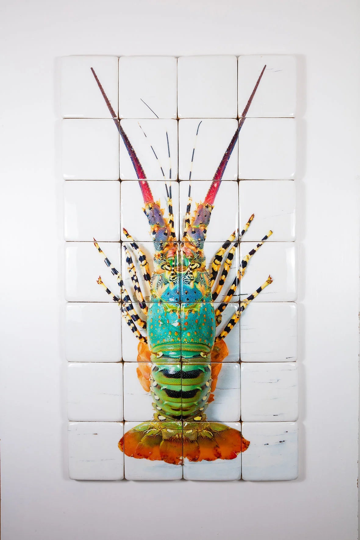 StigerWoods Jual Lobster Laut / Rainbow Lobster