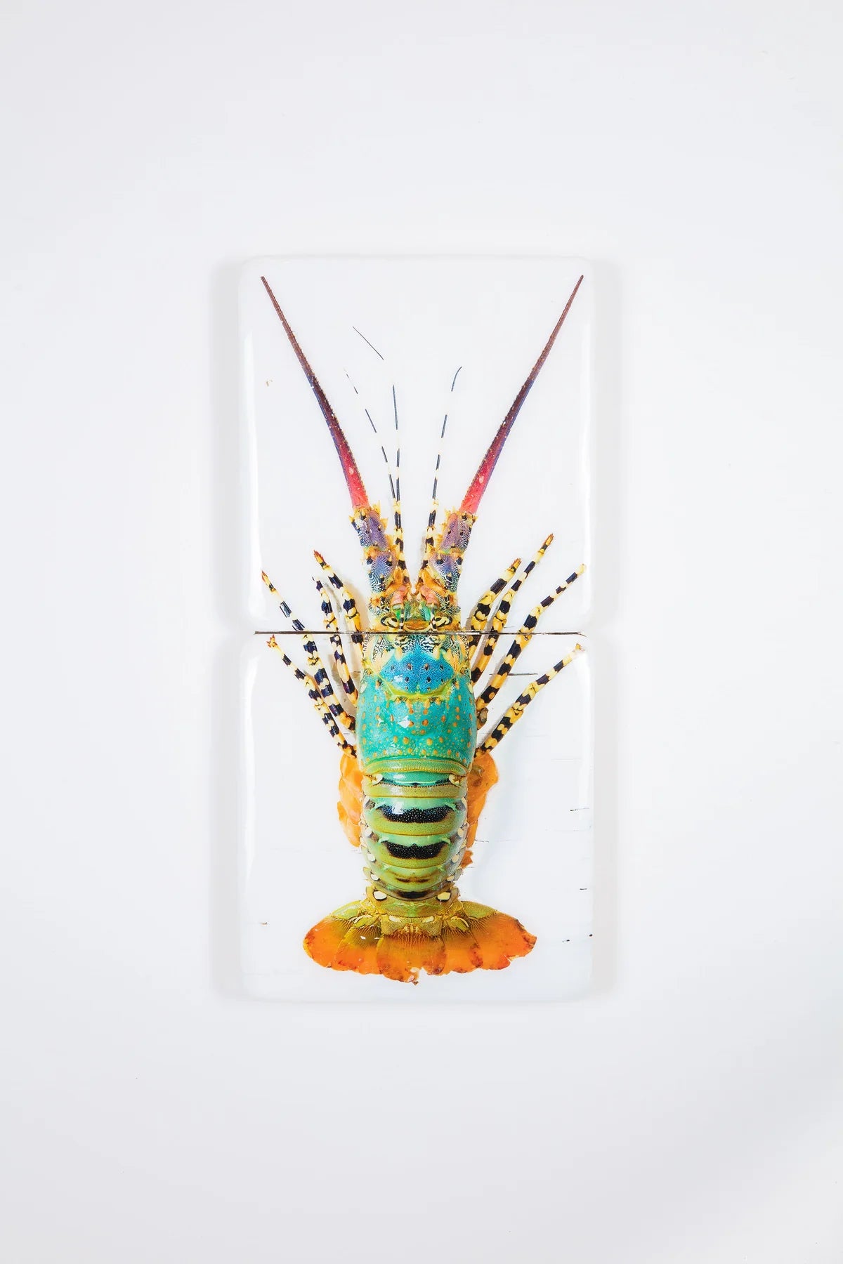 StigerWoods Jual Lobster Laut / Rainbow Lobster