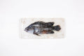 StigerWoods wooden tile Koi Coral