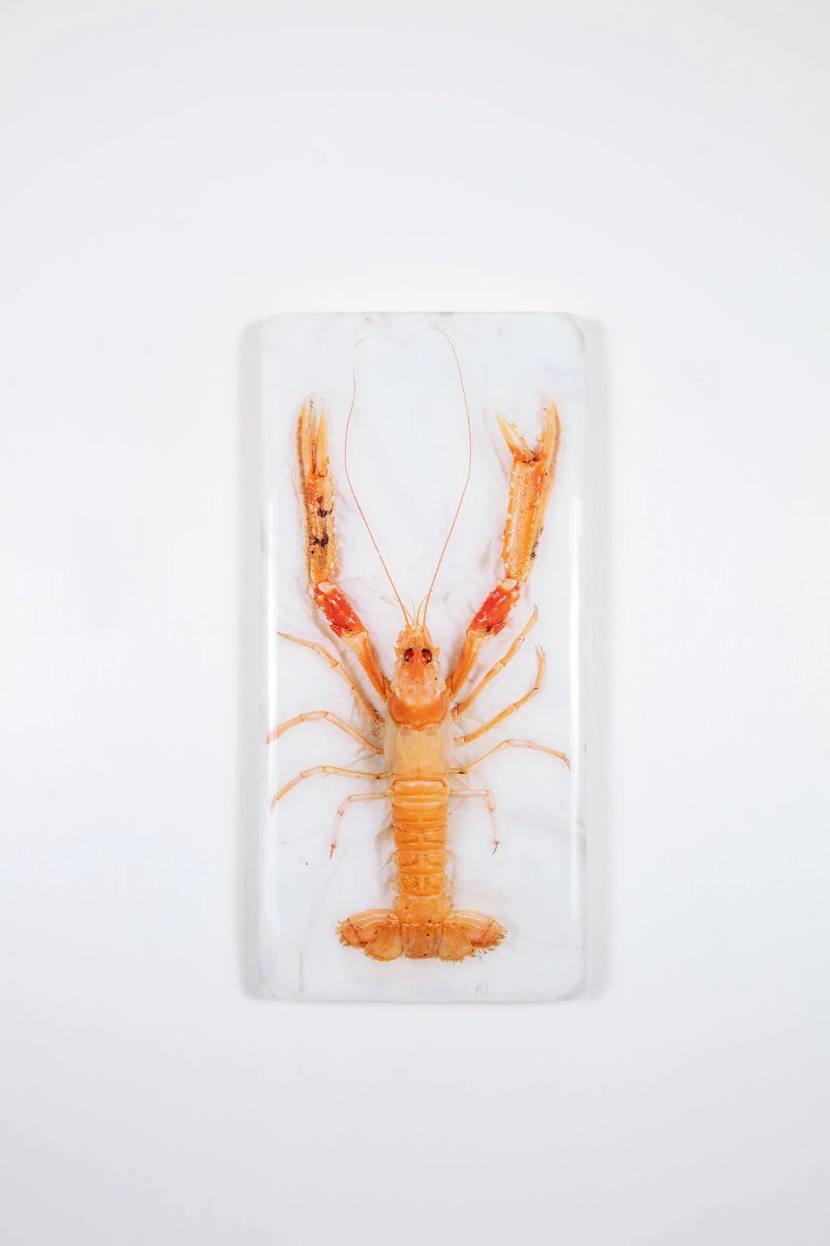 StigerWoods wooden tile Langoustine on Paper