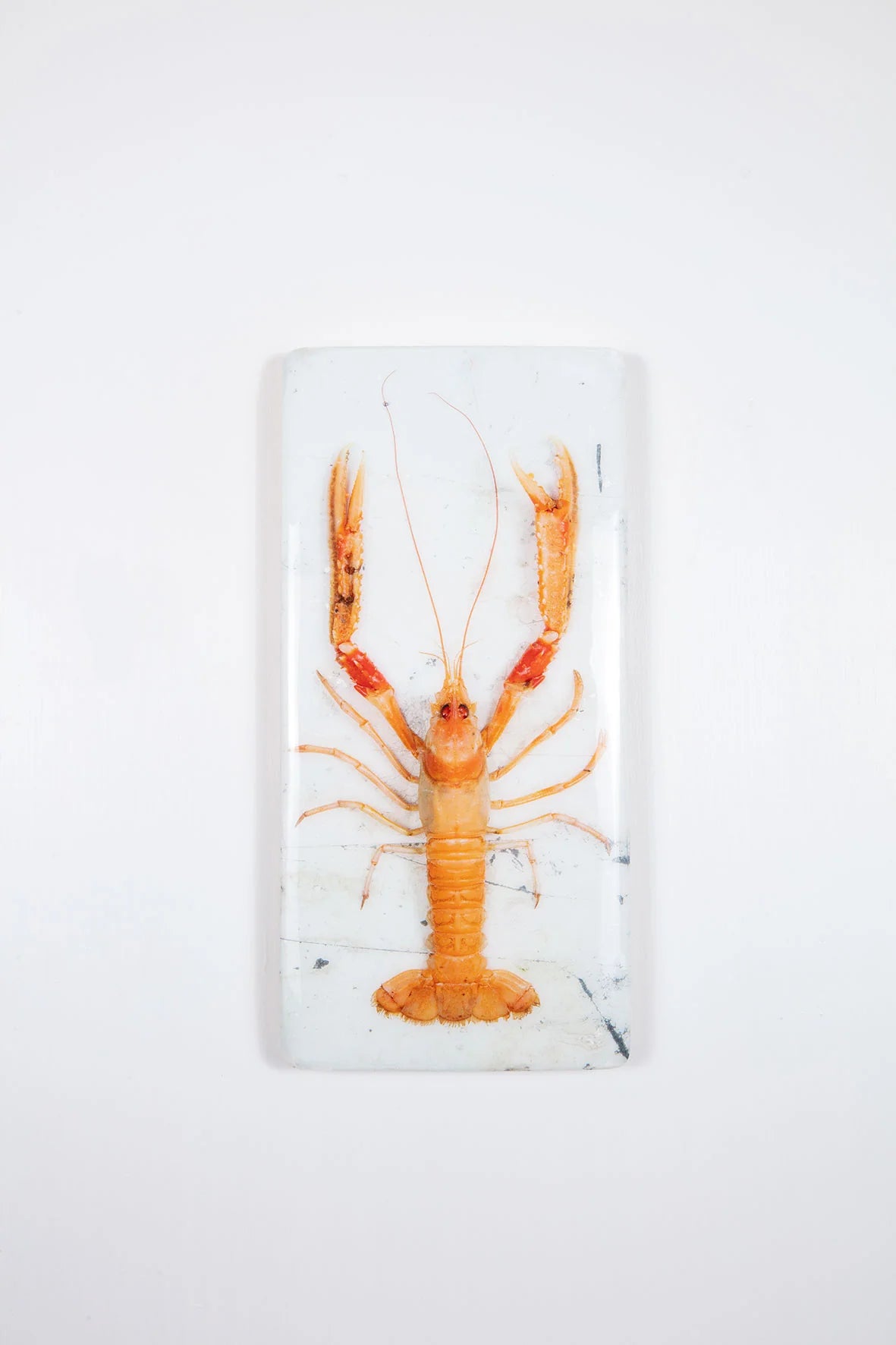 StigerWoods wooden tile Langoustine on White Table
