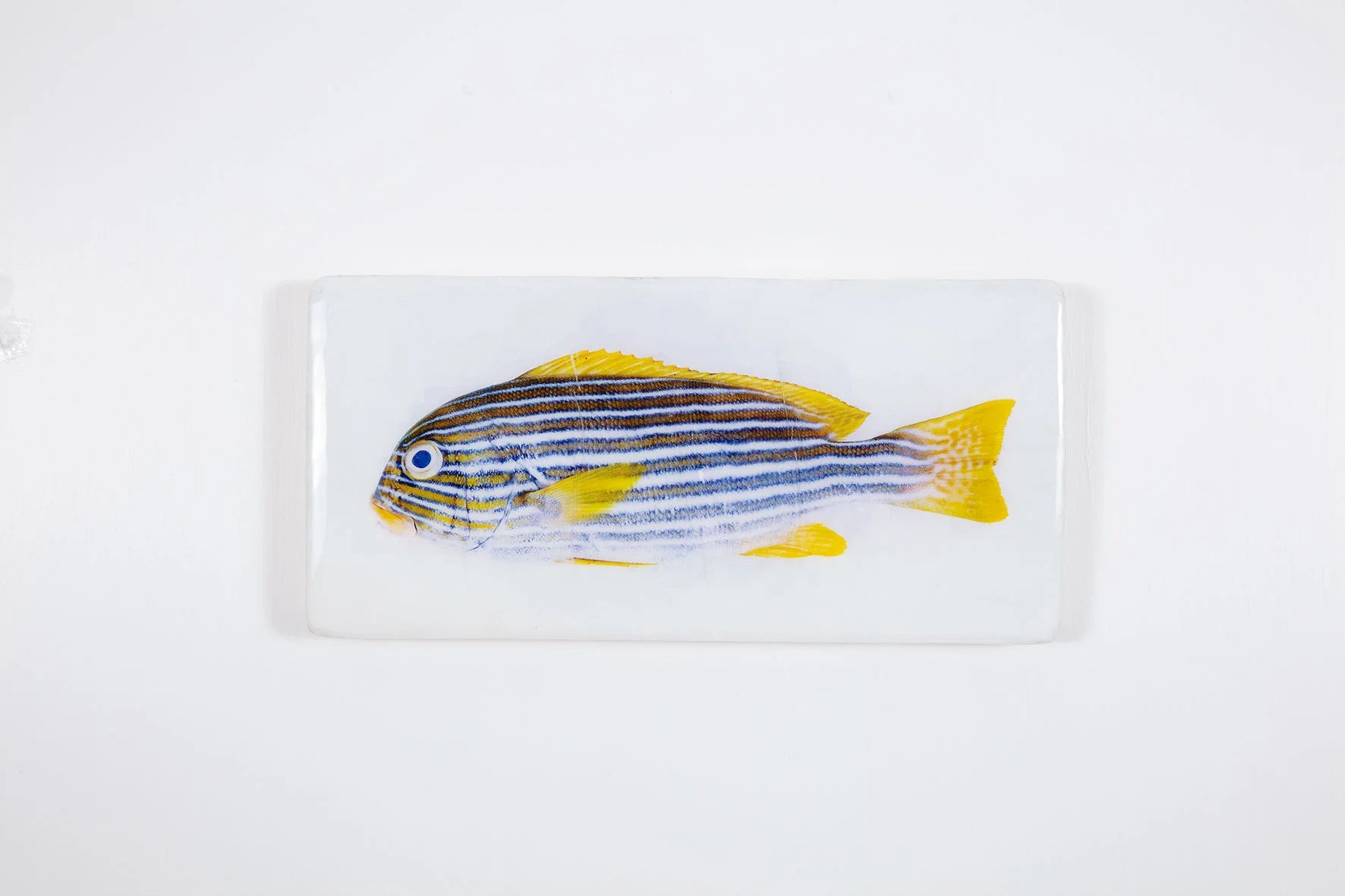 StigerWoods wooden tile Lined Sweetlips