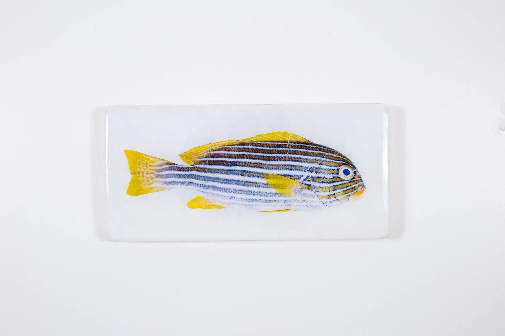 StigerWoods wooden tile Lined Sweetlips