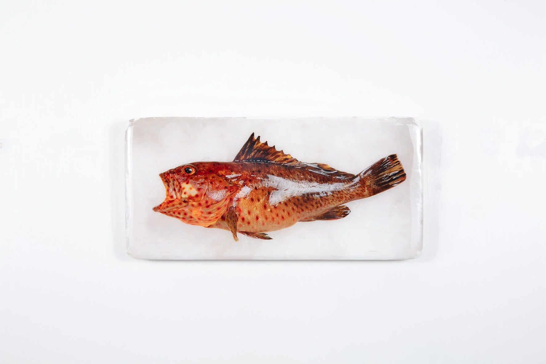 StigerWoods wooden tile Longspine Grouper