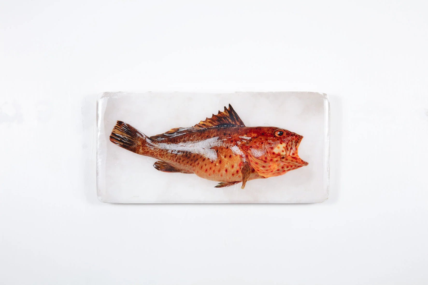 StigerWoods wooden tile Longspine Grouper