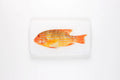 StigerWoods wooden tile Orange Sweetlips