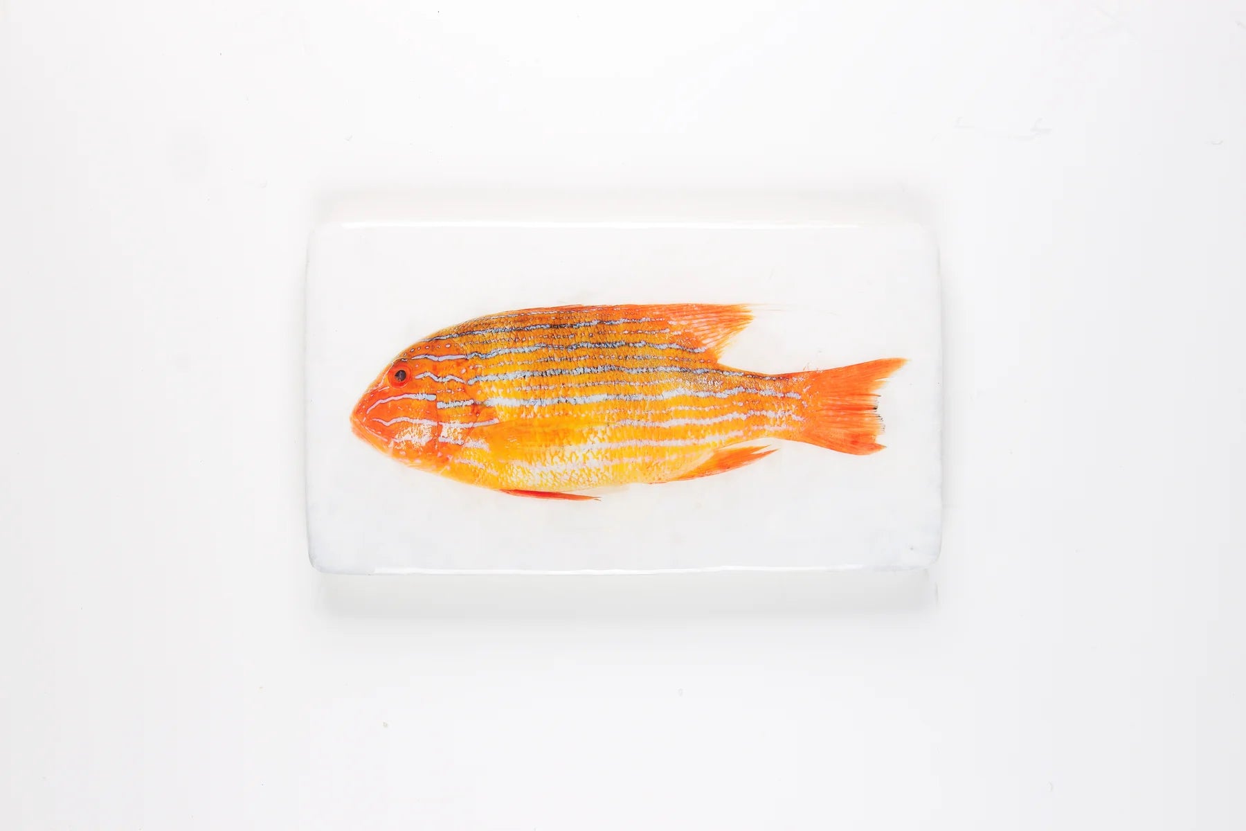 StigerWoods wooden tile Orange Sweetlips