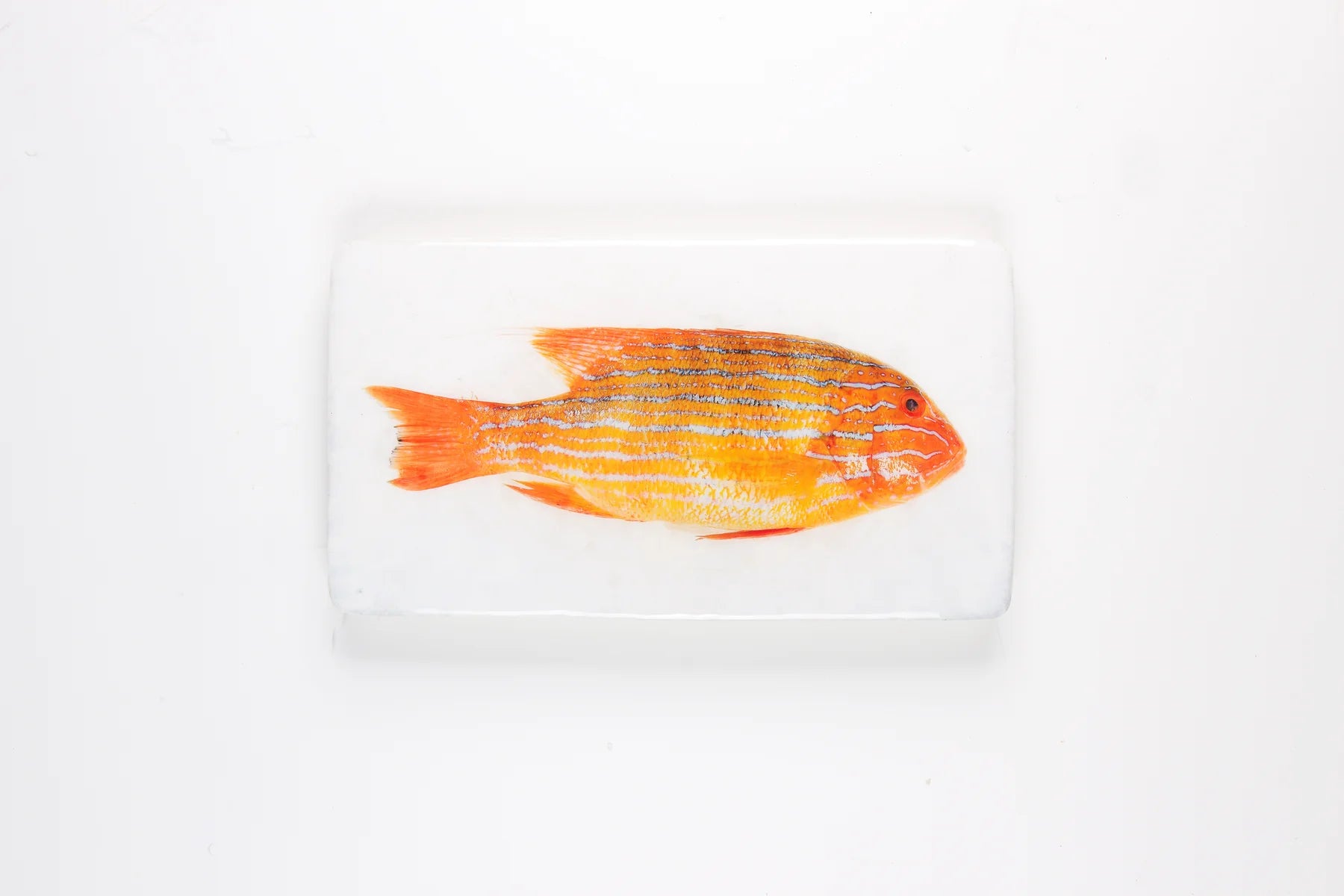 StigerWoods wooden tile Orange Sweetlips