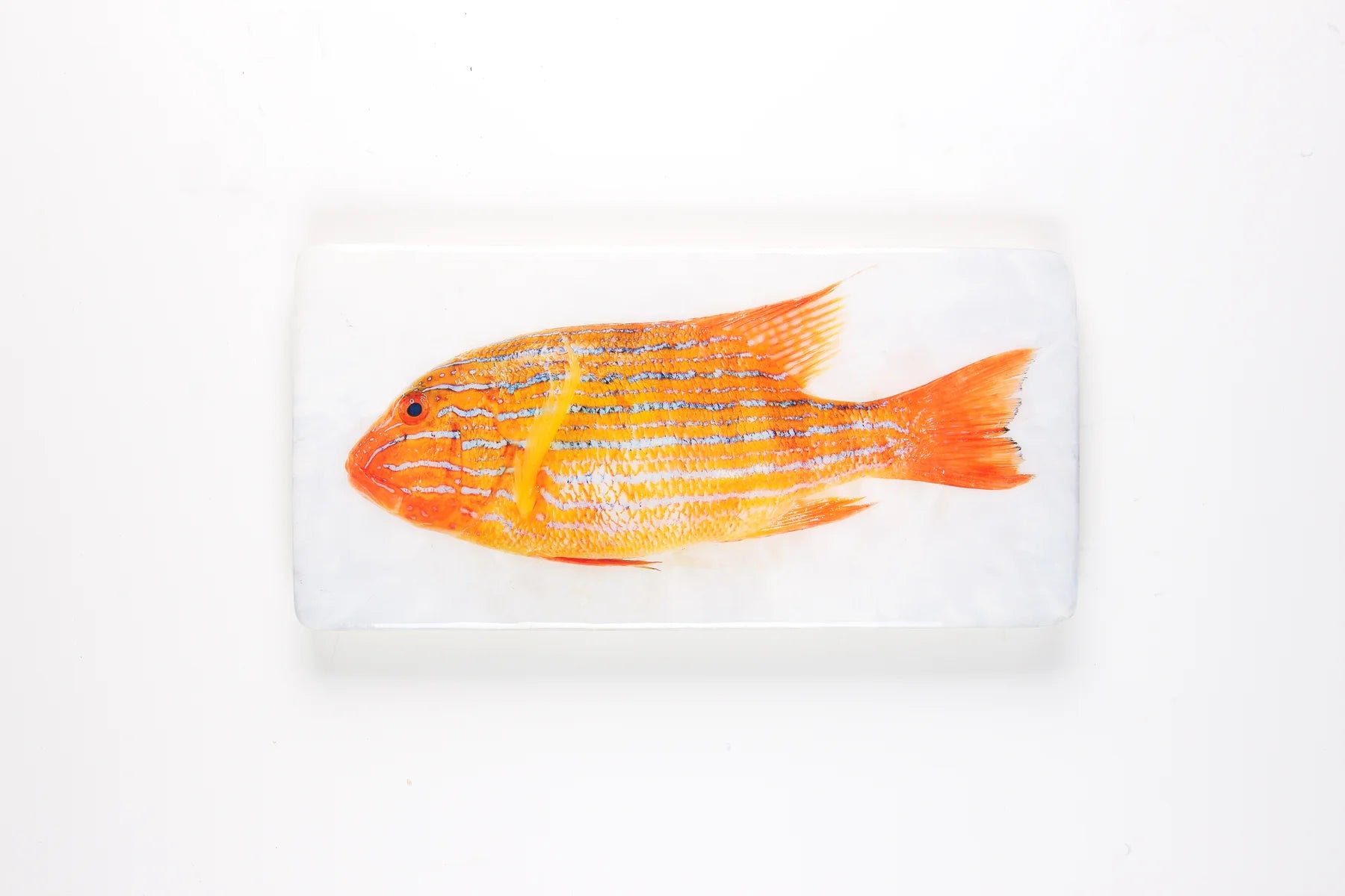 StigerWoods wooden tile Orange Sweetlips