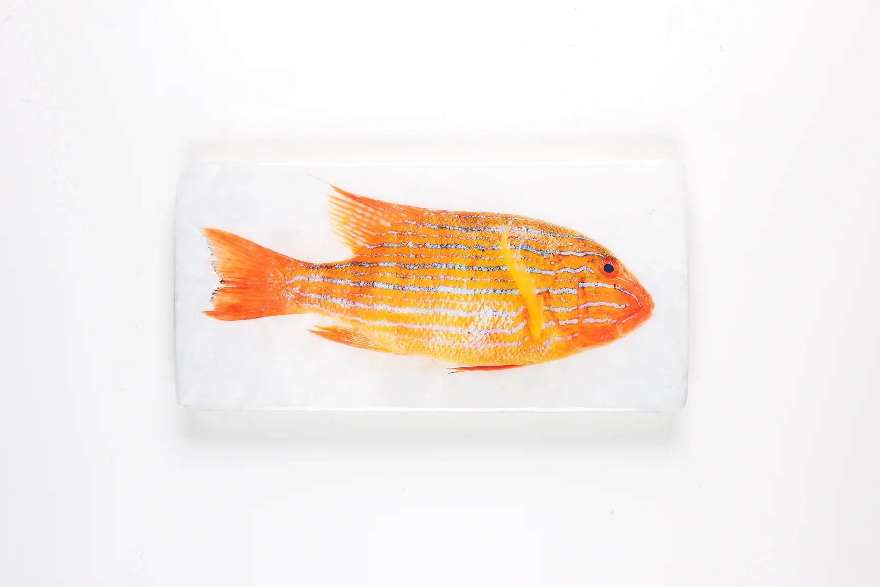 StigerWoods wooden tile Orange Sweetlips