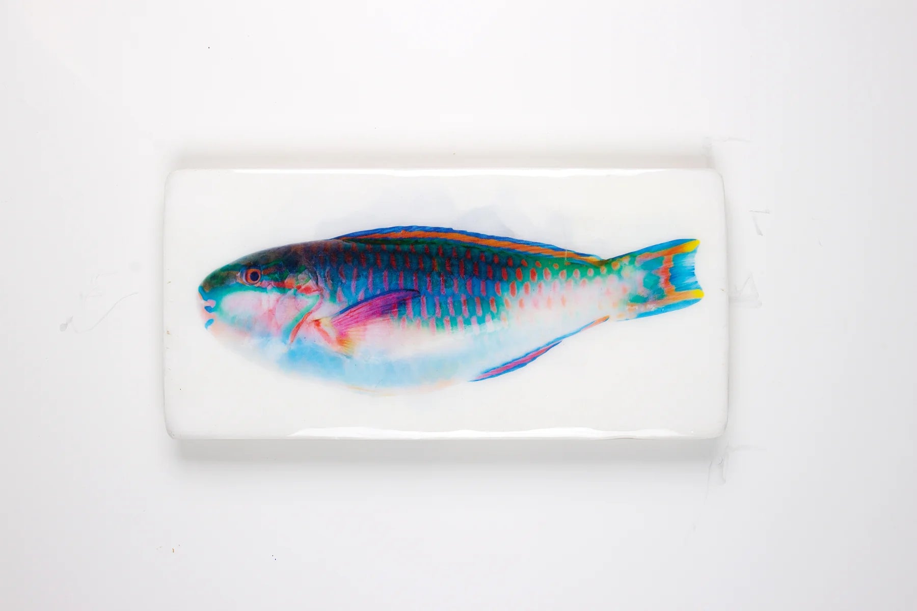 StigerWoods wooden tile Parrot Fish