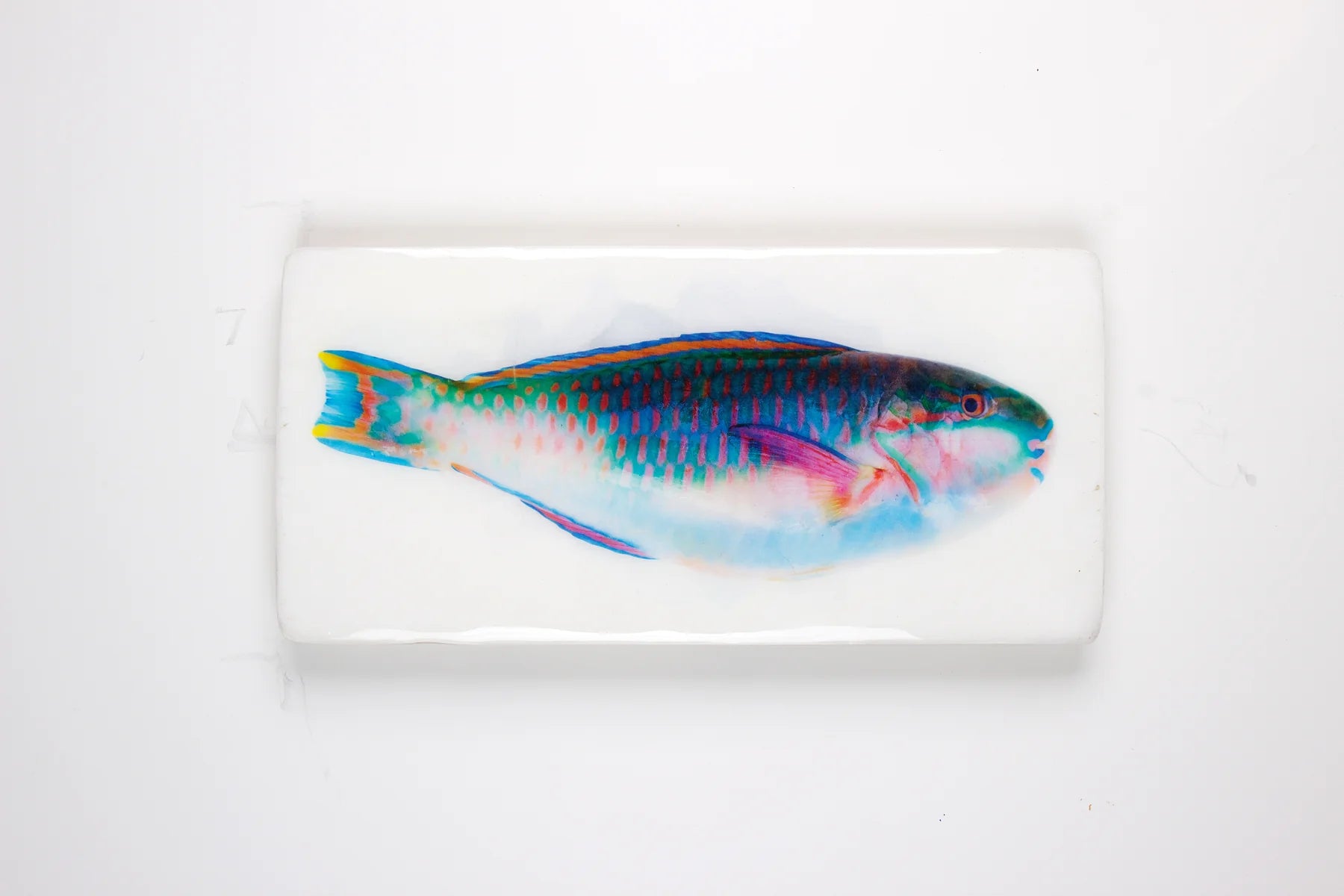 StigerWoods wooden tile Parrot Fish