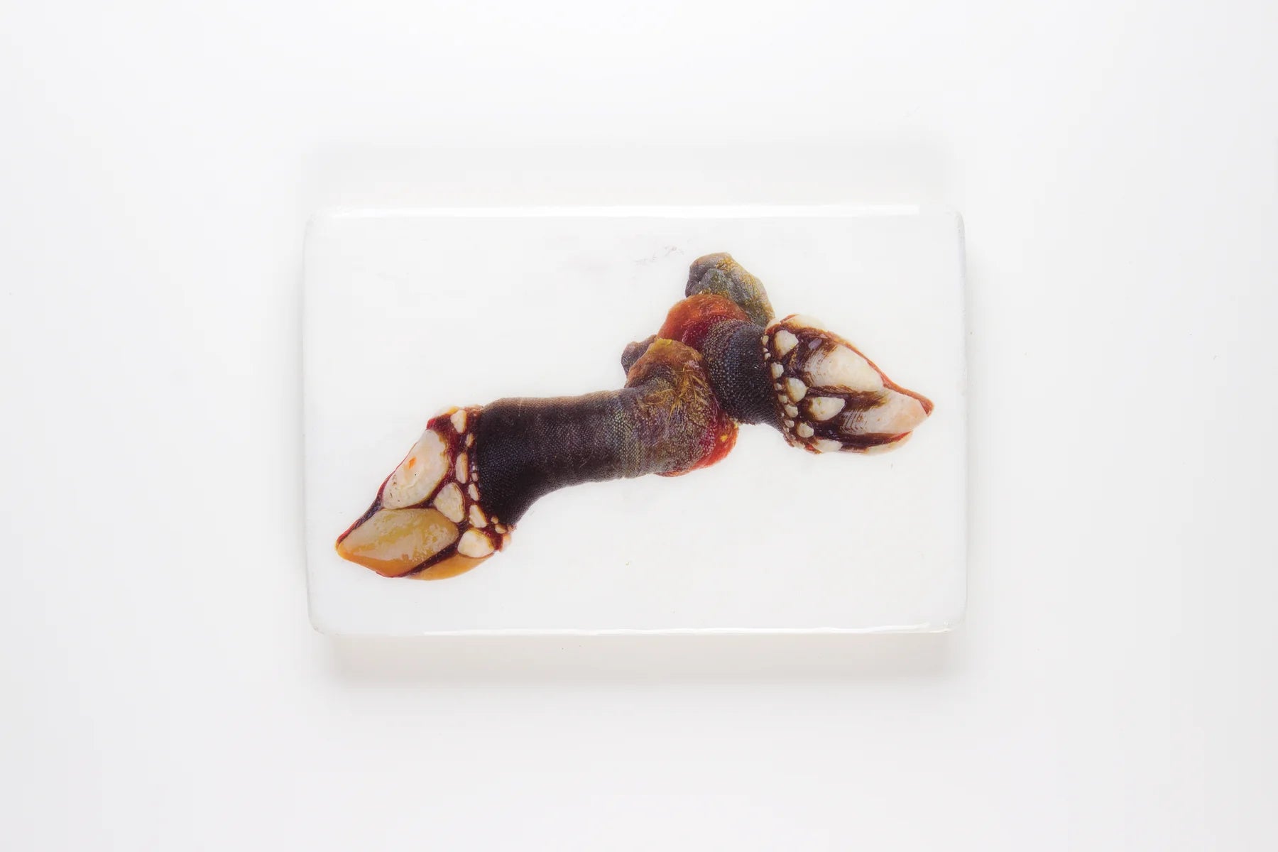 StigerWoods wooden tile Percebes
