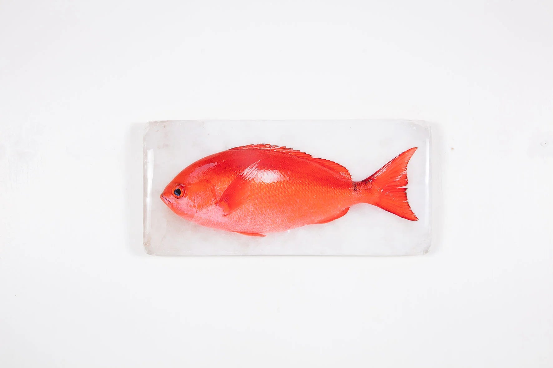 StigerWoods wooden tile Pinjalo Red Snapper